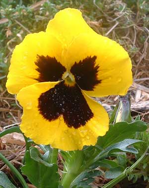 Rain Drops on the Pansy