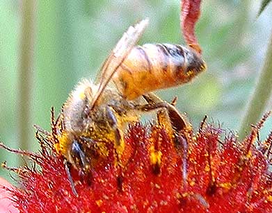A Buzy Bee