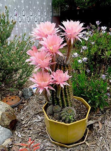 Cactus in flower