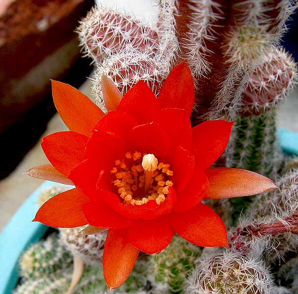 Flower on Sam\\\'s Cactus