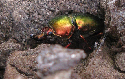 irridesant orange and green Christmas beetle