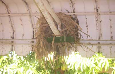 Red Finch Nest