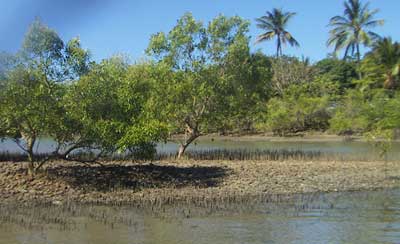 Mangroves at Port Douglas