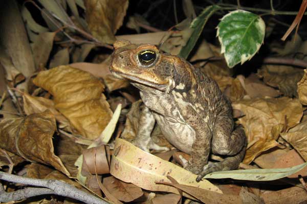 Cane Toad Unwelcome Guest