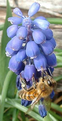 Bee on a grape Hyacinth
