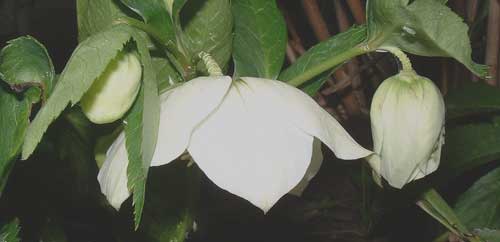 Helebore flower
