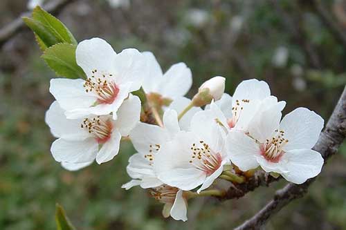 Plum Blossomshell